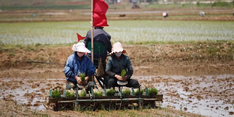 Kuzey Kore’de durum vahim:‘Komşularımız açlıktan öldü’
