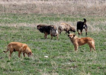Lazer Tabancayla Köpek Öldürme Davasında Karar