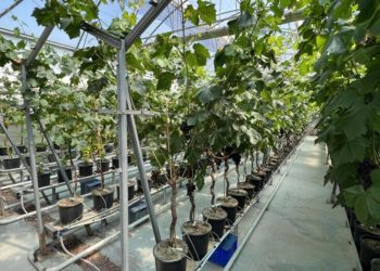 Manisa’da birinci üzüm hasadı topraksız tarımla yapıldı