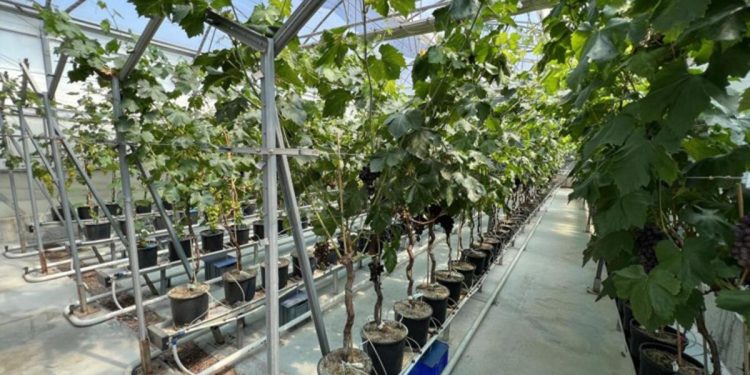 Manisa’da birinci üzüm hasadı topraksız tarımla yapıldı