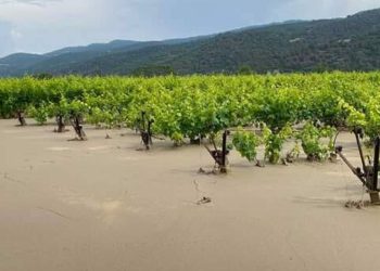 Manisa’yı sağanak vurdu, üzüm bağları göle döndü