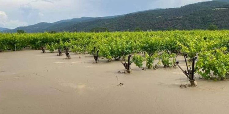 Manisa’yı sağanak vurdu, üzüm bağları göle döndü