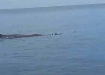 Marmaris’te Balina Heyecanı