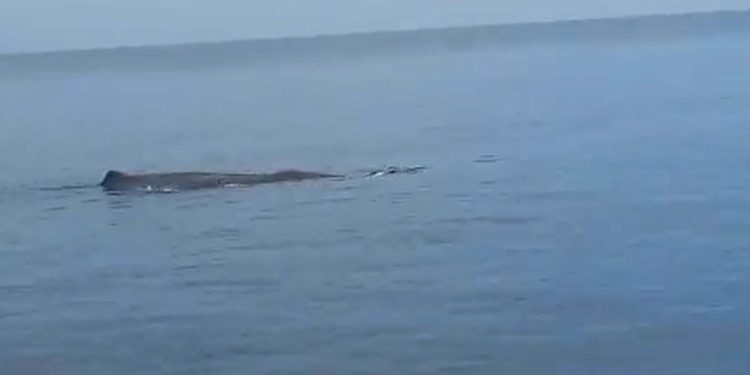 Marmaris’te Balina Heyecanı