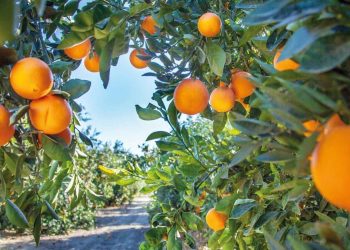 Mevsimler üç hafta kaydı ziraî randıman düştü