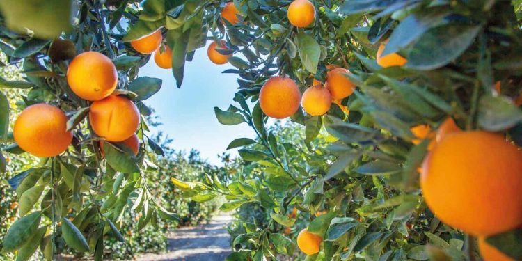Mevsimler üç hafta kaydı ziraî randıman düştü