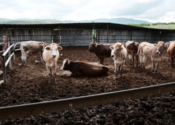 O Kentte Şap Alarmı! Hayvan Pazarları Kapatıldı