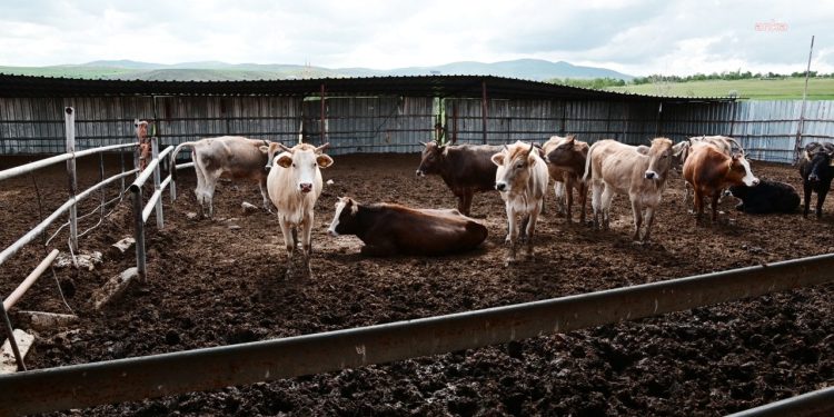 O Kentte Şap Alarmı! Hayvan Pazarları Kapatıldı