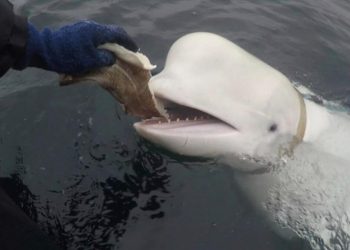 ‘Rusya’nın ajanı’ olduğu argüman edilmişti… Beyaz balina Hvaldimir 4 yıldır yaşadığı yeri birdenbire terk etti ‘Karşı karşıya olduğu hayati tehlike gerçek’