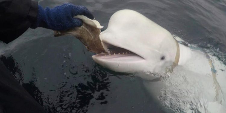 ‘Rusya’nın ajanı’ olduğu argüman edilmişti… Beyaz balina Hvaldimir 4 yıldır yaşadığı yeri birdenbire terk etti ‘Karşı karşıya olduğu hayati tehlike gerçek’