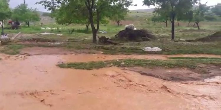 Sağanak ve dolu hayatı felç etti: Onlarca hayvan öldü!