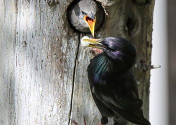 Sığırcık kuşunun yavrularını besleme anı görüntülendi