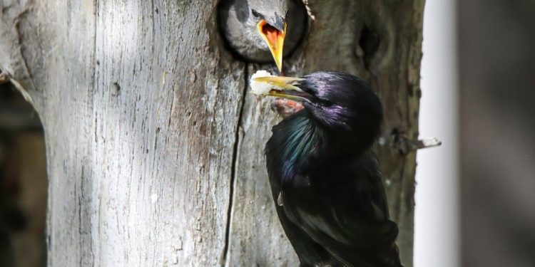 Sığırcık kuşunun yavrularını besleme anı görüntülendi