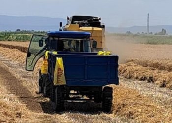 Söke’de buğday hasadı başladı