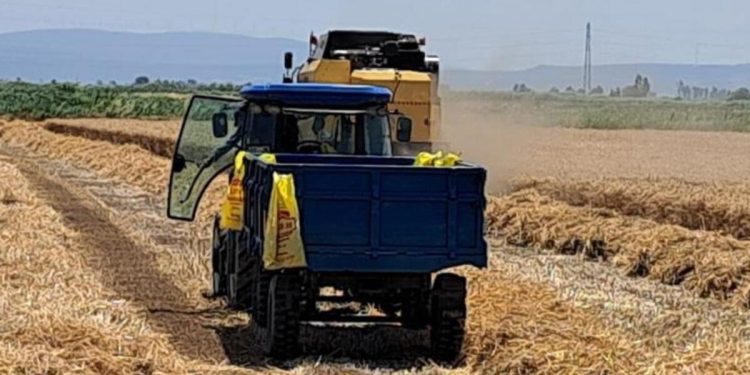 Söke’de buğday hasadı başladı