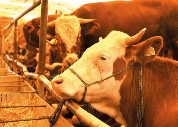 Tarım ve Orman Bakanlığı kurban rehberi yayınladı: Öncelik erkek hayvanlarda olsun