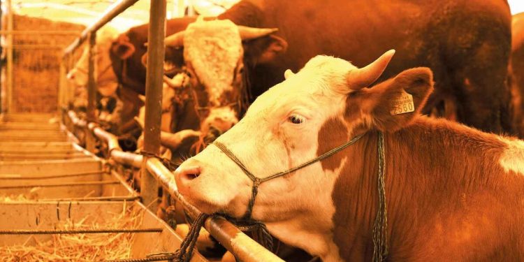 Tarım ve Orman Bakanlığı kurban rehberi yayınladı: Öncelik erkek hayvanlarda olsun