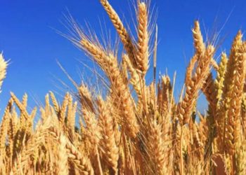 TMO buğday ve arpa hububat satış fiyatları belirlendi