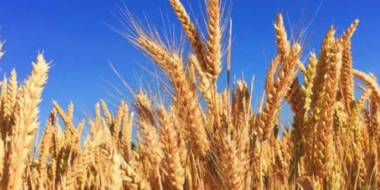 TMO buğday ve arpa hububat satış fiyatları belirlendi