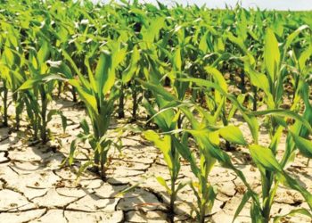 Üretim ve besin fiyatları kuraklıktan etkilenecek