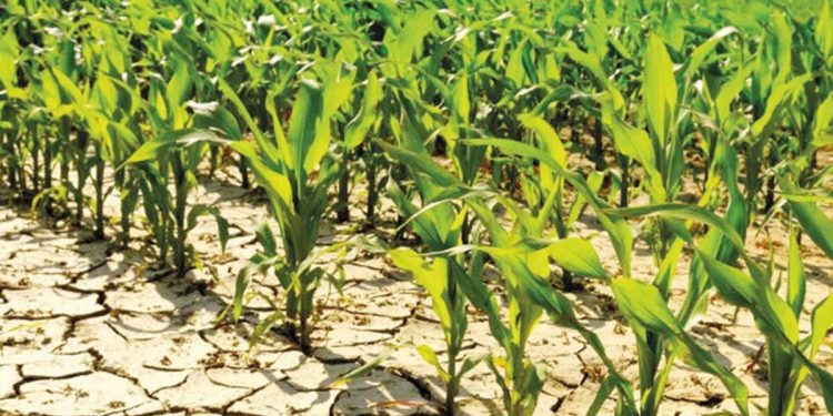 Üretim ve besin fiyatları kuraklıktan etkilenecek