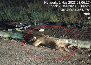 Yalova’da Ayıya Taksi Çarptı