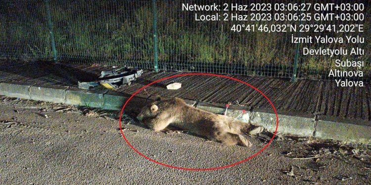 Yalova’da Ayıya Taksi Çarptı