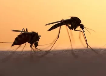 Yaz geldi…Asya kaplan sivrisineğine dikkat!… Mezarlıklardaki su kapları sineğin larvaları ile dolu