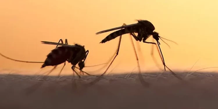 Yaz geldi…Asya kaplan sivrisineğine dikkat!… Mezarlıklardaki su kapları sineğin larvaları ile dolu