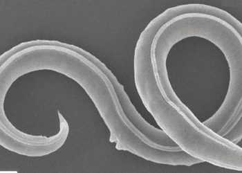 46 bin yaşındaki kurtçuk hayata döndürüldü