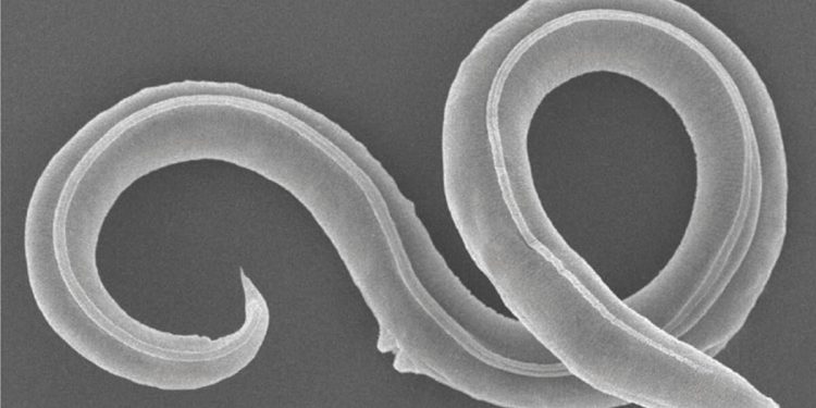 46 bin yaşındaki kurtçuk hayata döndürüldü