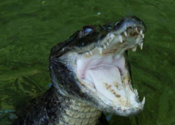 ABD’de fecî olay! Timsahın saldırdığı bayan öldü