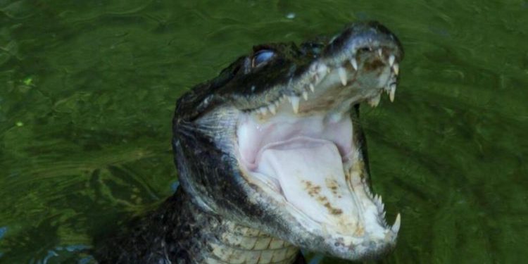 ABD’de fecî olay! Timsahın saldırdığı bayan öldü