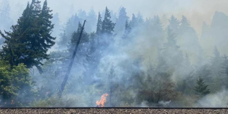 ABD’de orman yangını: 10 mesken yandı, 540 dönüm alan küle döndü