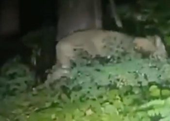 Almanya’da aslan alarmı! Helikopterler, Drone’lar, zırhlı araçlar devreye girdi, hoparlör anonsları ile ihtar: Evinizden çıkmayın