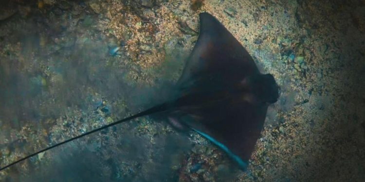 Balıklara liste! Korunmaya alınacaklar