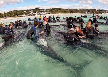 Balinalar için ötanazi kararı