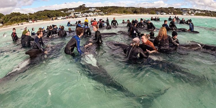 Balinalar için ötanazi kararı