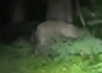 Berlin’de aslan paniği! Polis uyardı: Evinizden çıkmayın