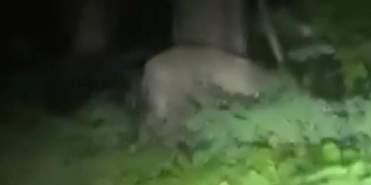 Berlin’de aslan paniği! Polis uyardı: Evinizden çıkmayın