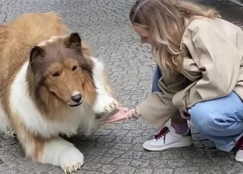 Binlerce dolar harcayıp köpek olmuştu… Birinci imgeler geldi! İşte toplumsal medyanın konuştuğu o anlar