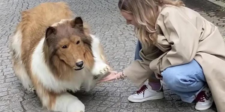 Binlerce dolar harcayıp köpek olmuştu… Birinci imgeler geldi! İşte toplumsal medyanın konuştuğu o anlar