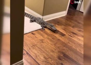 Büyük kaygı: 1.5 metrelik timsah konuta girdi