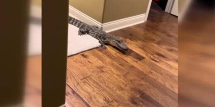 Büyük kaygı: 1.5 metrelik timsah konuta girdi