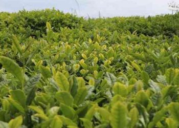 Çaykur satın almaya devam ediyor