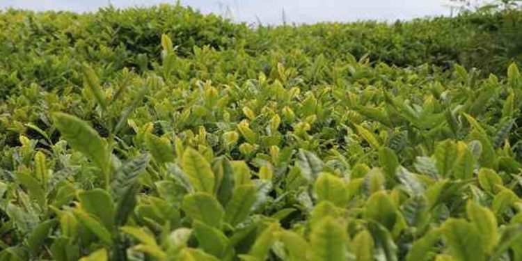 Çaykur satın almaya devam ediyor