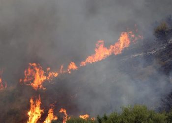 Cezayir’deki orman yangınlarında can kaybı artıyor
