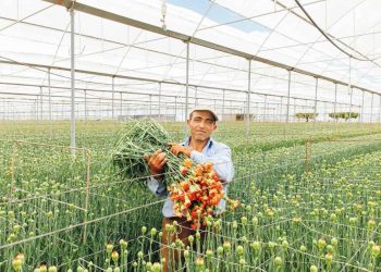 ‘Çiçeği âlâ üretiyoruz ancak pazarlayamıyoruz’