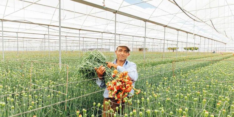 ‘Çiçeği âlâ üretiyoruz ancak pazarlayamıyoruz’
