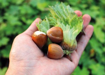 Coğrafik işaretli esere son teknoloji müdafaa